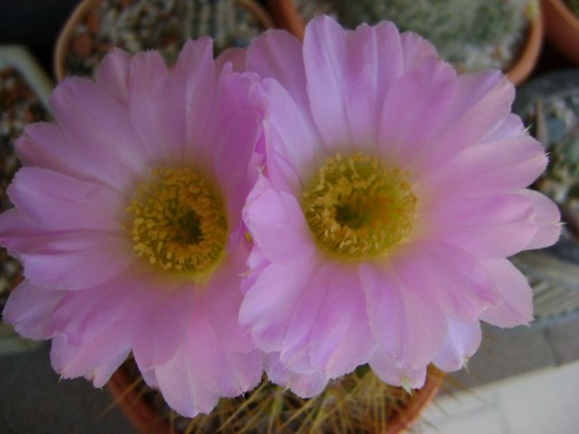 Acanthocalycium spiniflorum f. violaceum - Cactusi 2018 bis bis