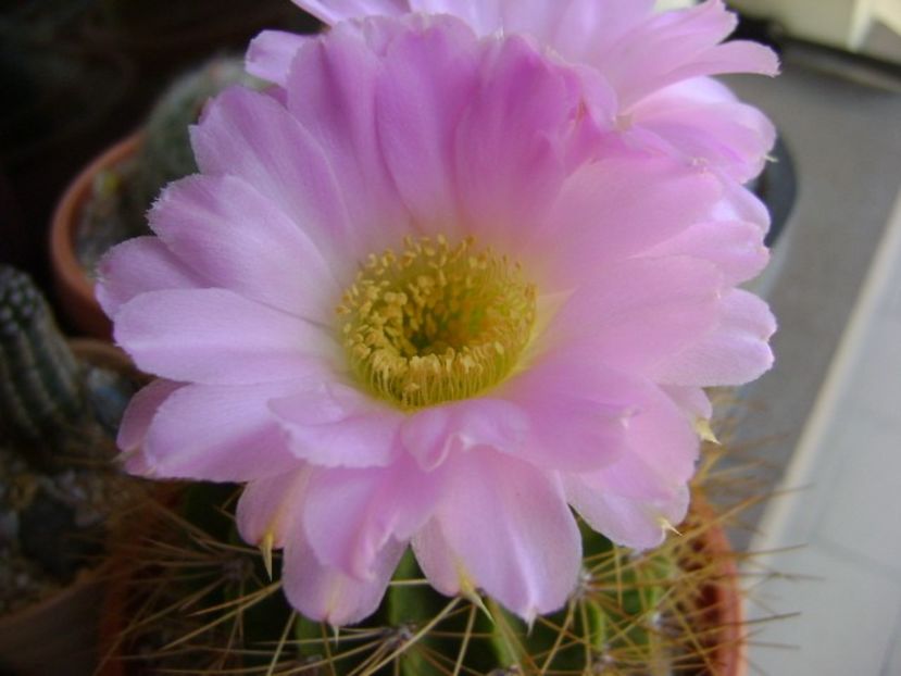 Acanthocalycium spiniflorum f. violaceum - Cactusi 2018 bis bis