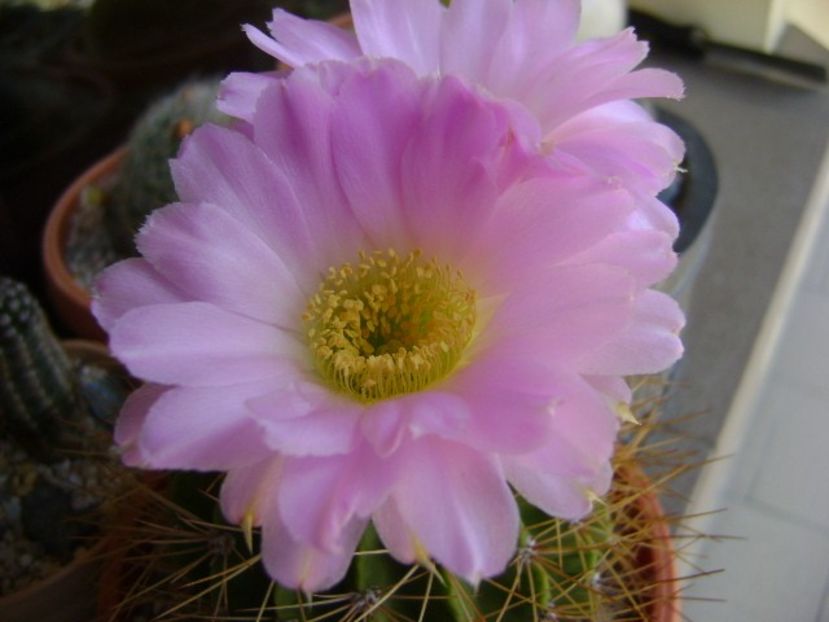 Acanthocalycium spiniflorum f. violaceum - Cactusi 2018 bis bis