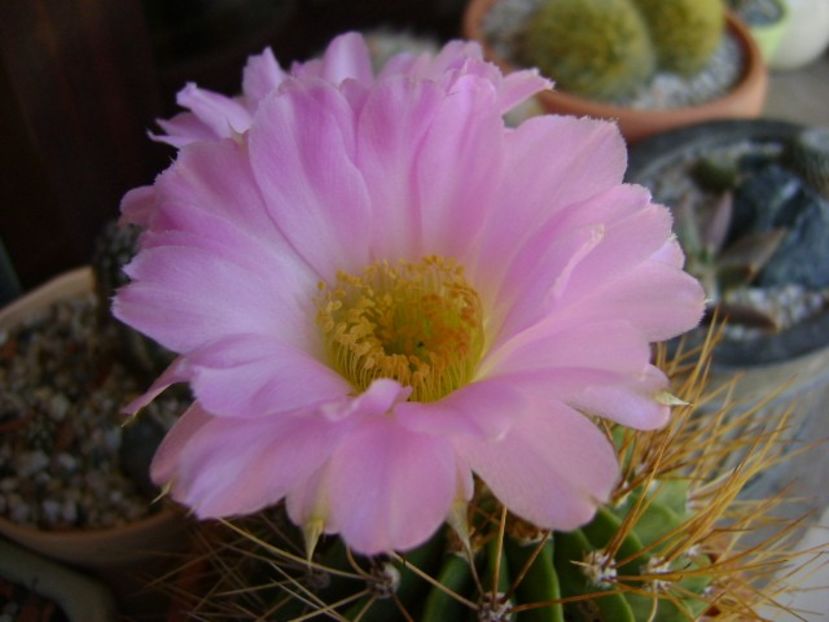 Acanthocalycium spiniflorum f. violaceum - Cactusi 2018 bis bis