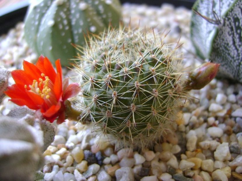 Aylostera (rebutia) fiebrigii - Cactusi 2018 bis bis