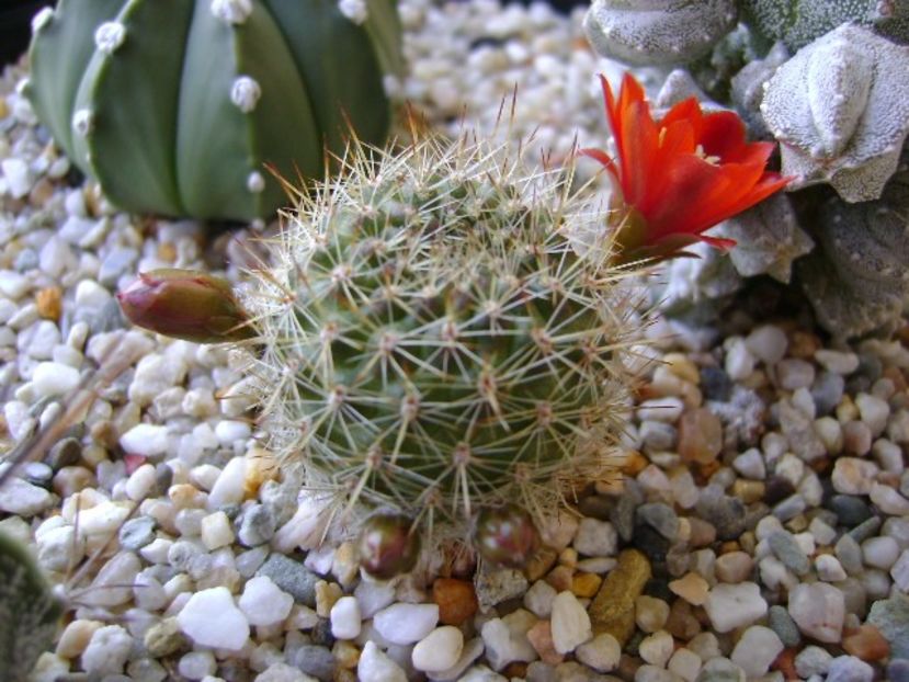 Aylostera (rebutia) fiebrigii - Cactusi 2018 bis bis