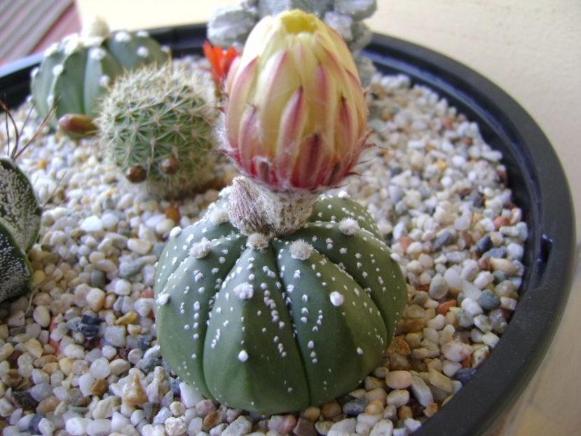 Astrophytum asterias hb. - Cactusi 2018 bis bis