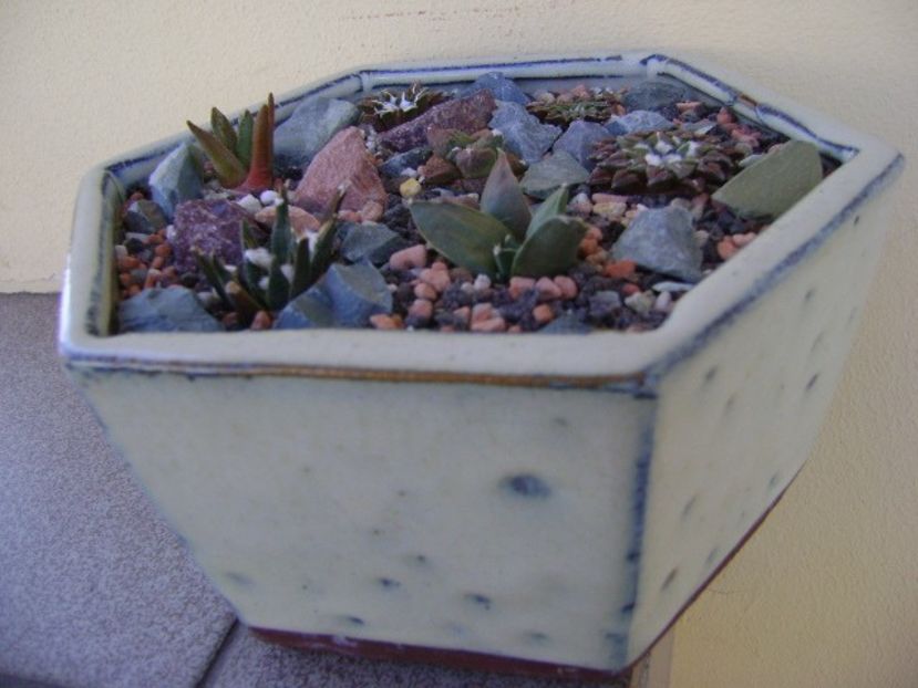 Grup de 7 Ariocarpus - Cactusi 2018 bis bis