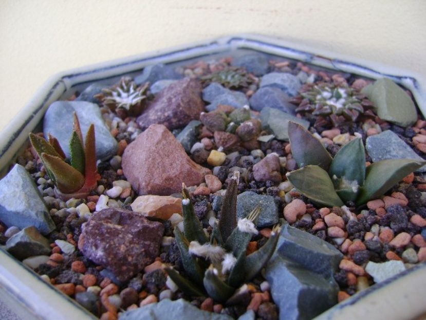 Grup de 7 Ariocarpus - Cactusi 2018 bis bis