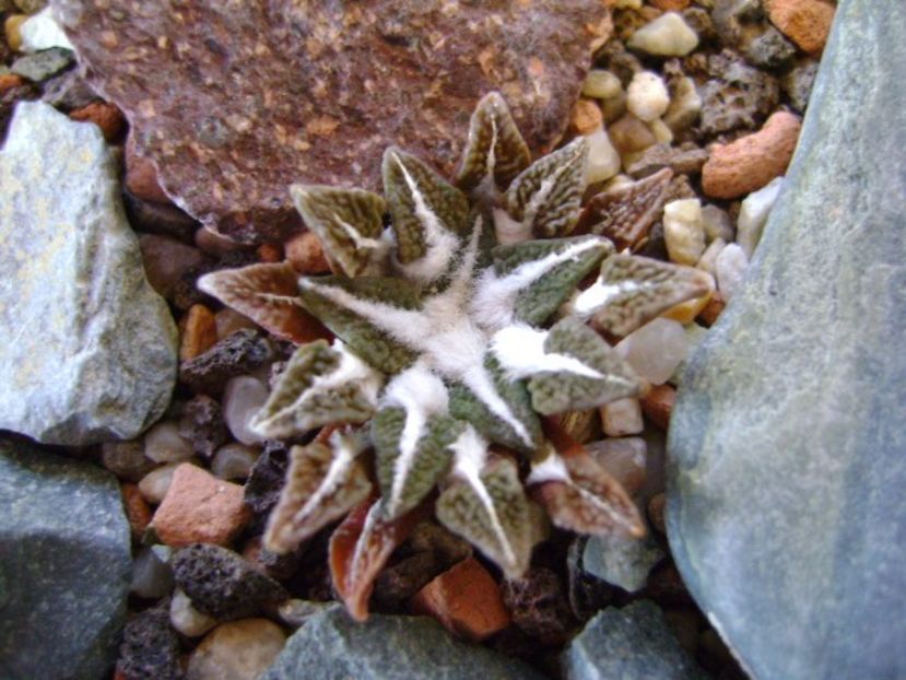 Ariocarpus kotschoubeyanus v. elephantidens - Cactusi 2018 bis bis