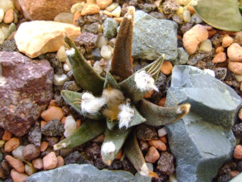Ariocarpus agavoides - Cactusi 2018 bis bis