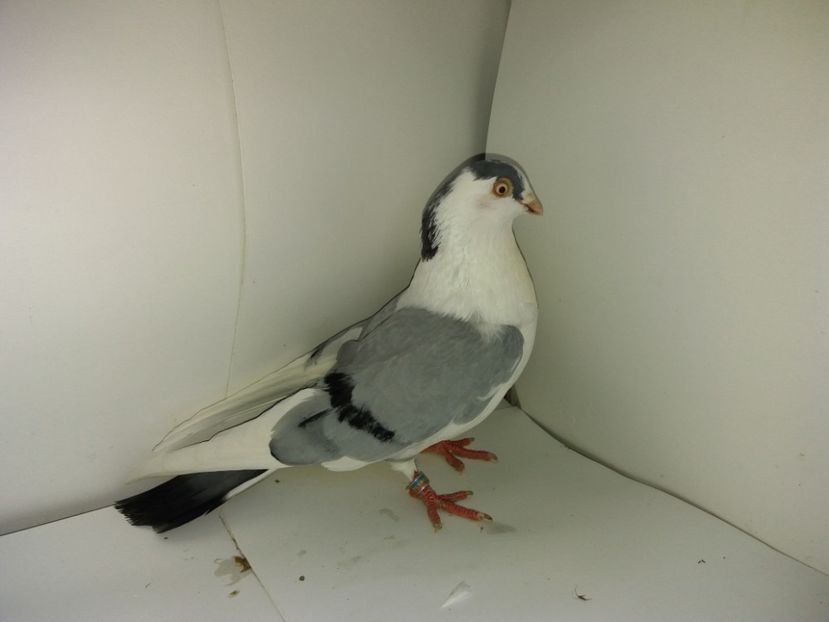 00160  mascul  2017 - 00001 porumbei dragi mie arhivă