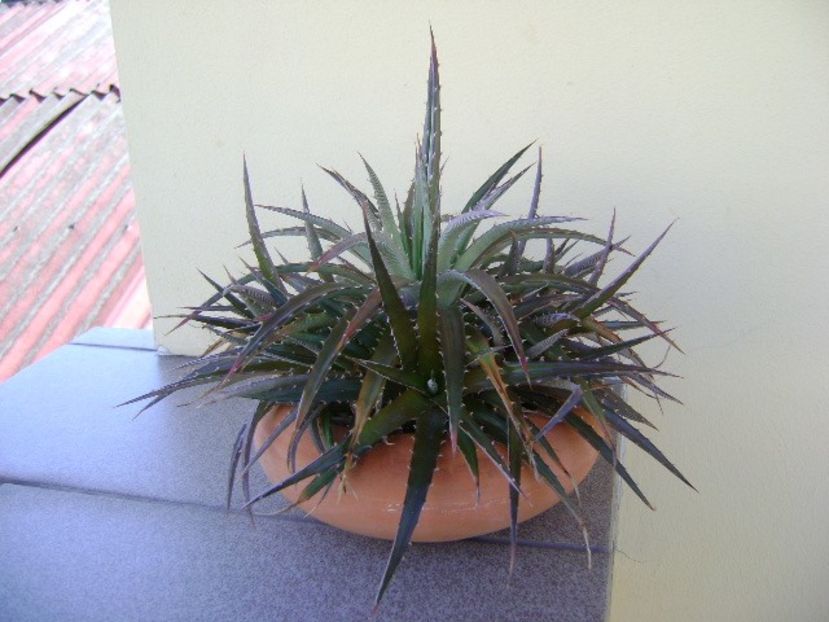 Dickia - Suculente 2018