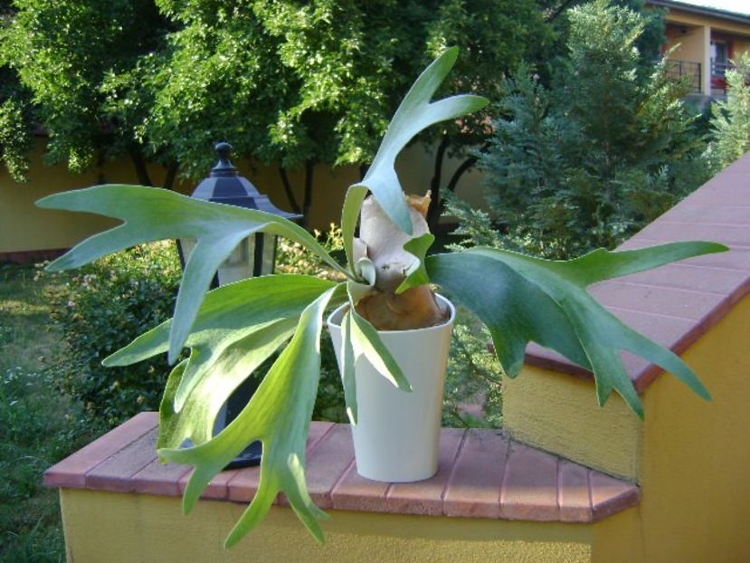 Platycerium bifurcatum - Suculente 2018