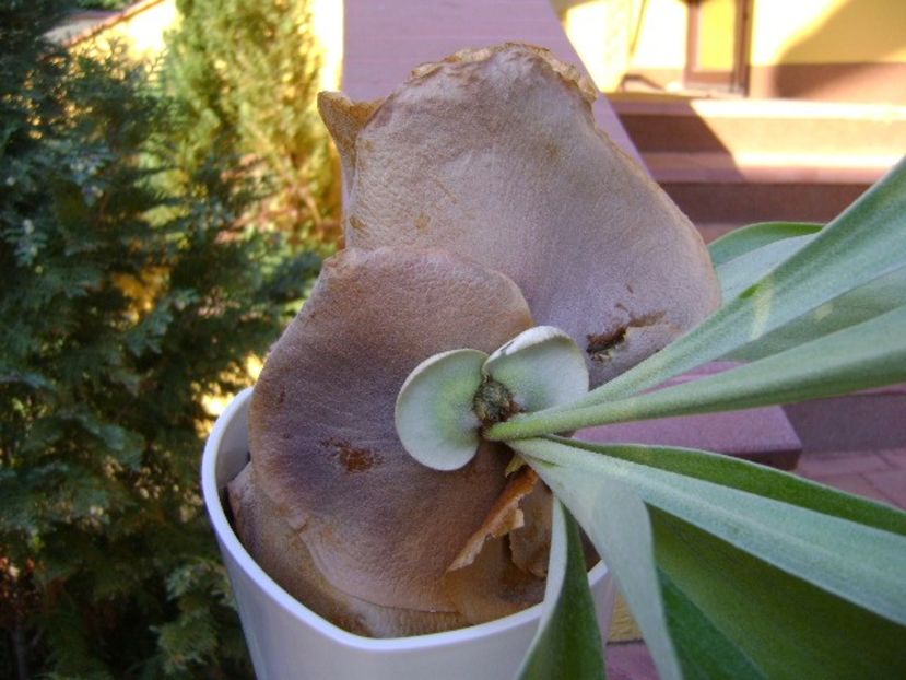 Platycerium bifurcatum - Suculente 2018