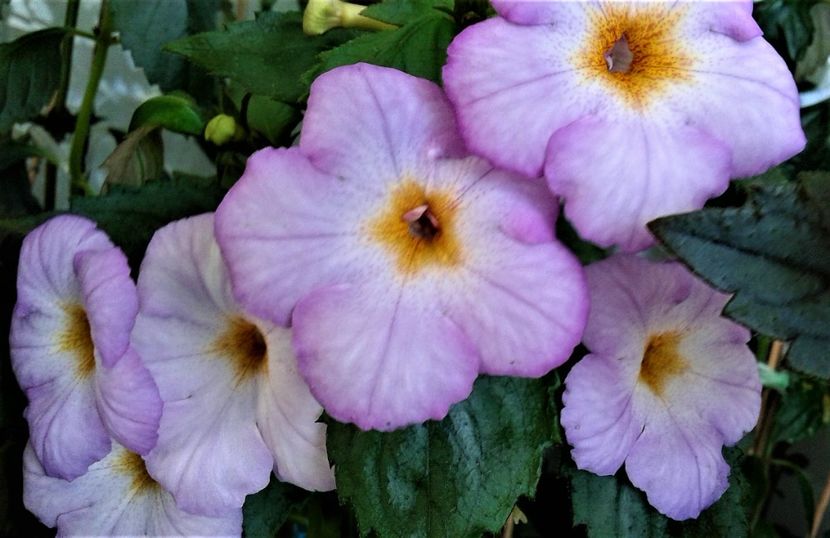  - achimenes6666 2018
