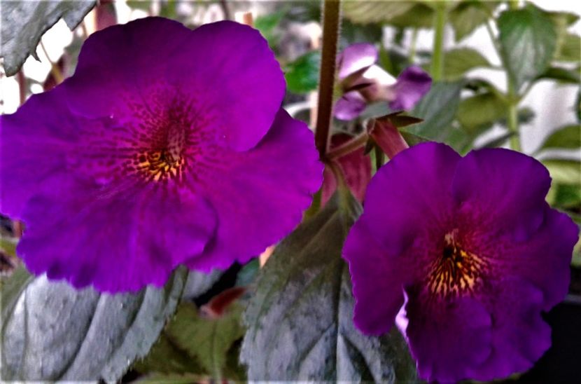  - achimenes6666 2018