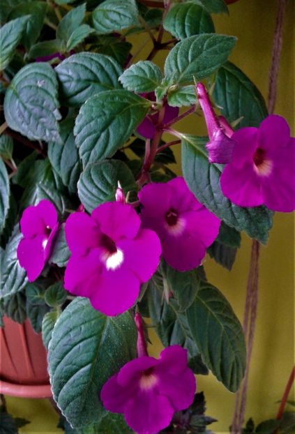  - achimenes6666 2018
