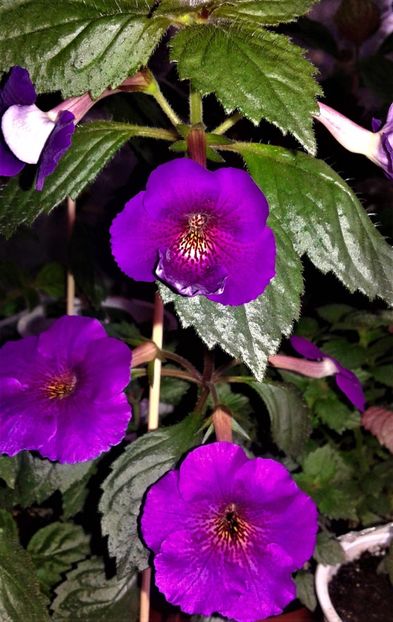  - achimenes6666 2018