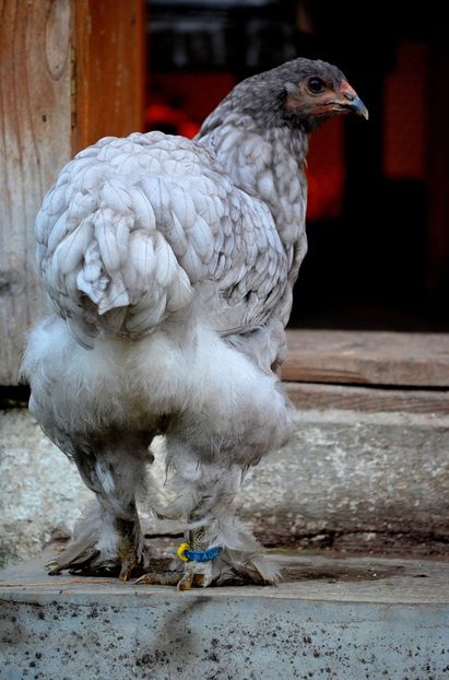  - Brahma negru albastru 2019