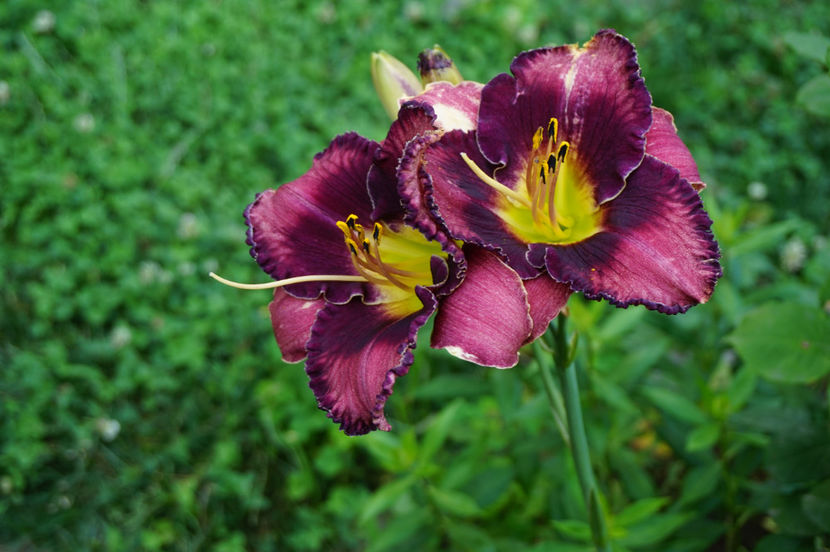 Necunoscut1 - Hemerocallis 2018- 2019
