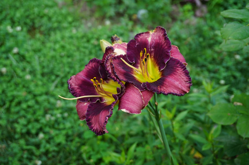  - Hemerocallis 2018- 2019