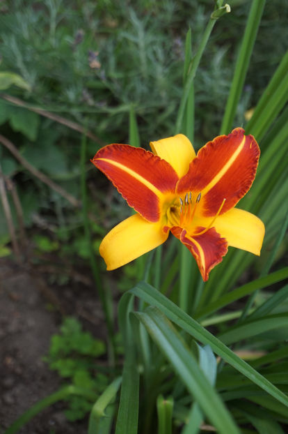 - Hemerocallis 2018- 2019