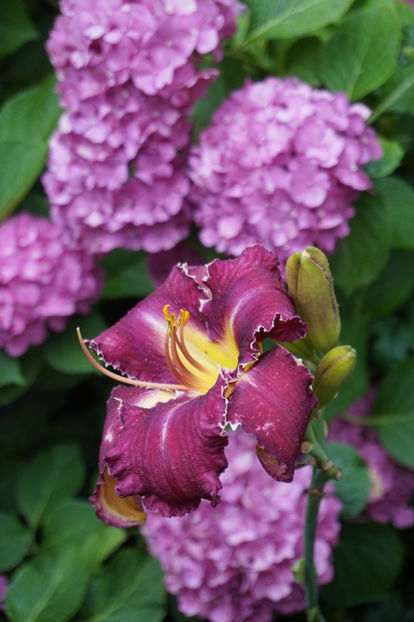 Jammin's T Rex - Hemerocallis 2018- 2019