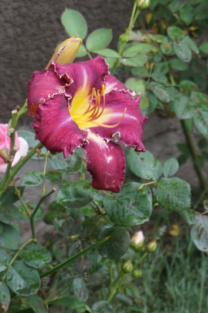  - Hemerocallis 2018- 2019