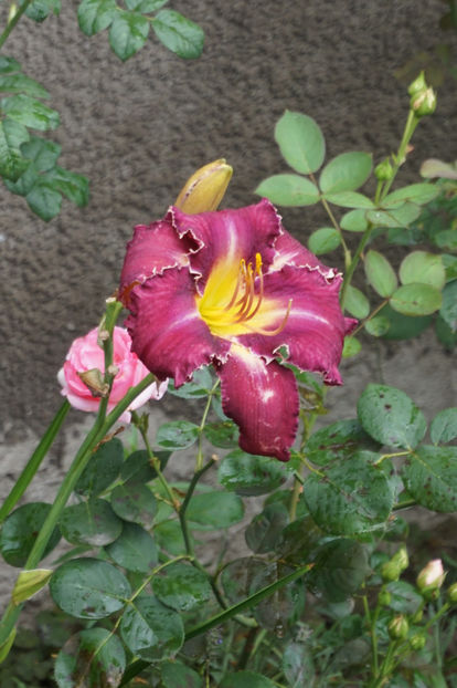  - Hemerocallis 2018- 2019