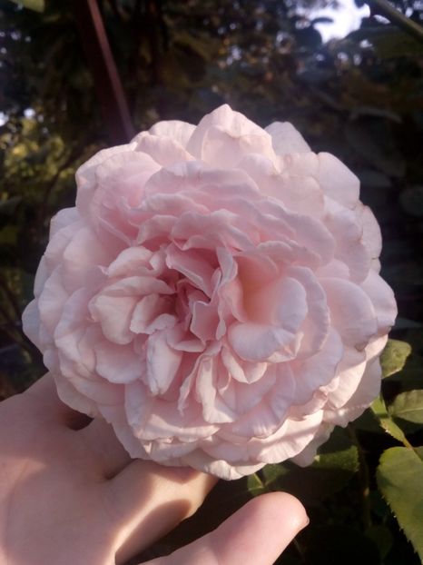  - Alexandra Princesse de Luxembourg urcător