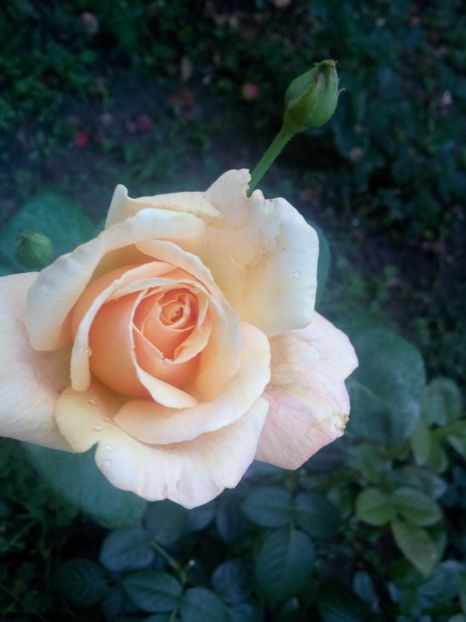  - Sutters gold TH- Un frumos foarte parfumat