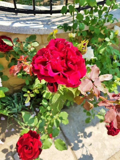 20180526_104706 (2) - FLORI DIN GRADINA MEA