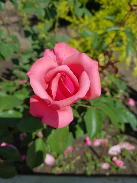20180526_104813(0) - FLORI DIN GRADINA MEA
