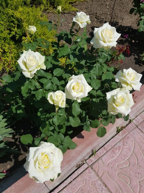  - FLORI DIN GRADINA MEA