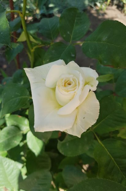 20180526_104937 (2) - FLORI DIN GRADINA MEA