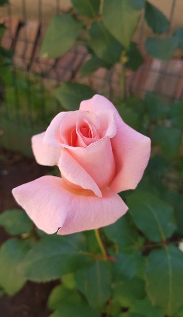 20180526_105034 (2) - FLORI DIN GRADINA MEA
