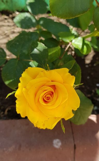 20180526_141822 (2) - FLORI DIN GRADINA MEA