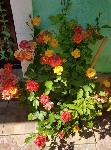20180526_150842 (2) - FLORI DIN GRADINA MEA