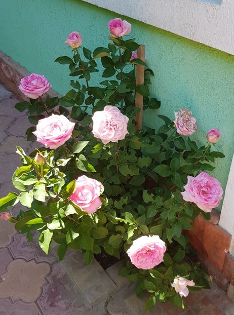 20180526_150848 (2) - FLORI DIN GRADINA MEA