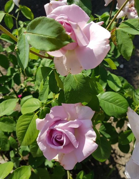 20180526_163844 (2) - FLORI DIN GRADINA MEA