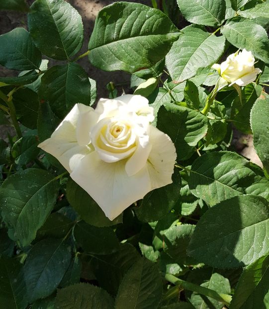 20180526_163927 (2) - FLORI DIN GRADINA MEA