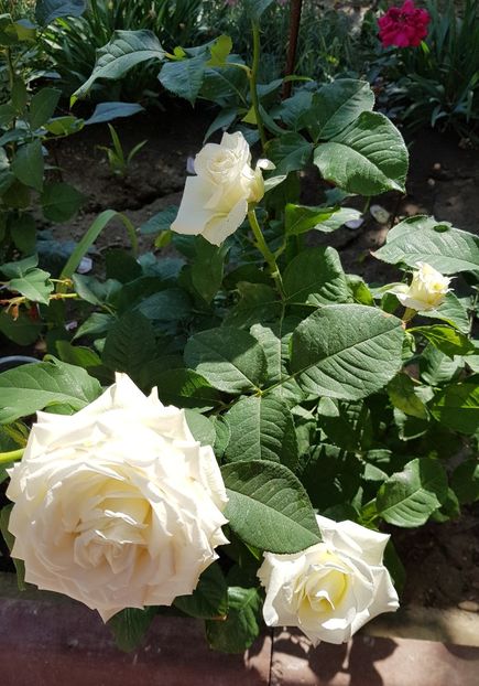 20180526_163932(1) - FLORI DIN GRADINA MEA