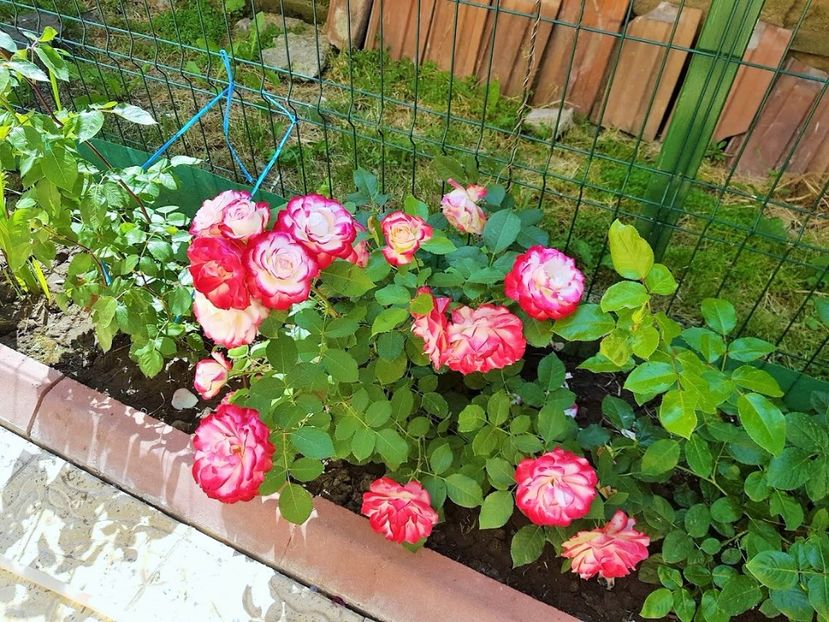  - FLORI DIN GRADINA MEA