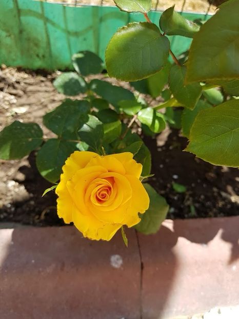  - FLORI DIN GRADINA MEA