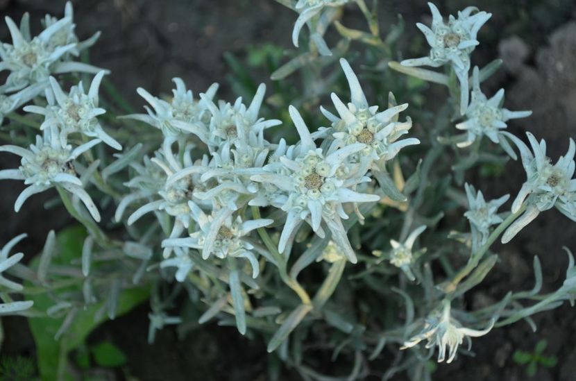 Floarea de colt EDELWEISS - martori  in timp