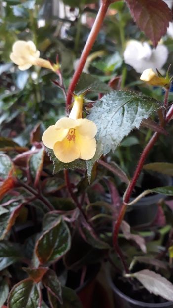 Yellow Beauty - 0001 ACHIMENES 2018-2022