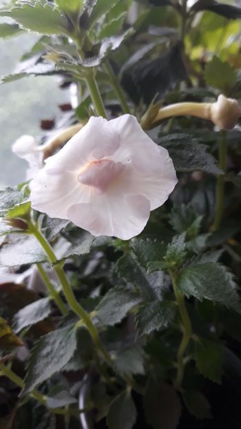 Icy Volga - 0001 ACHIMENES 2018-2022