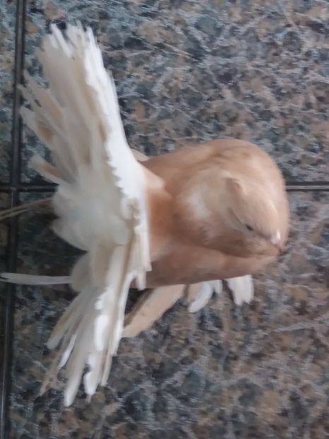  - Matca