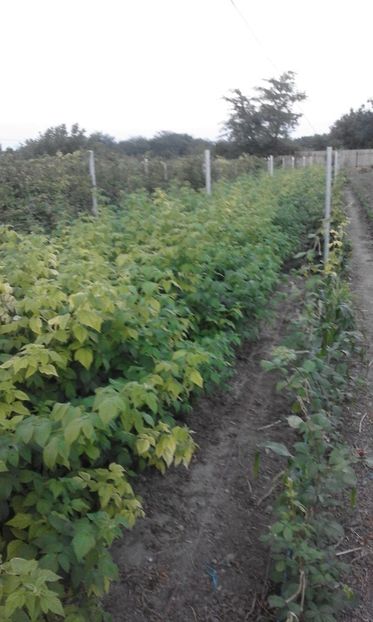  - BLACKBERRY COLLECTION - MUR