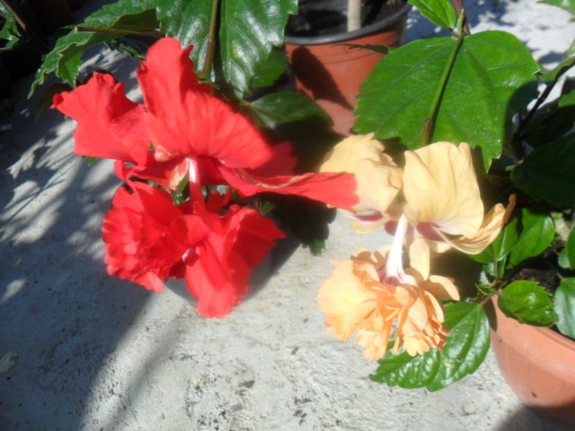  - hibiscusi 2018 2