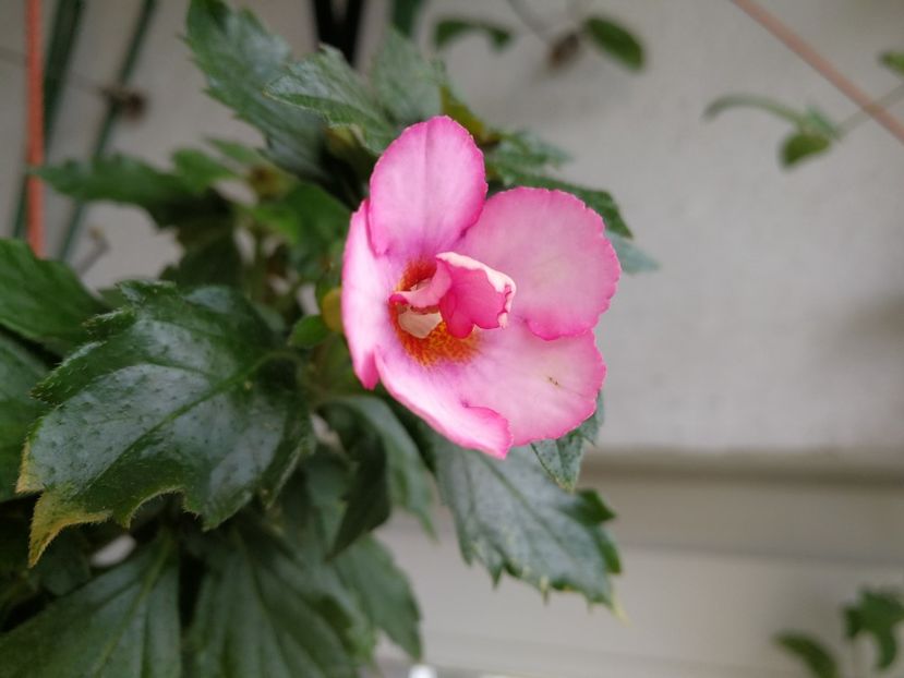  - Achimenes 2018
