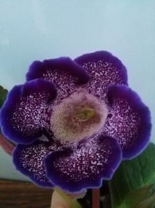 DARTH RED VADER - Alte flori