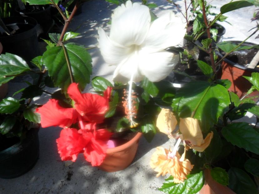  - hibiscusi 2018 2